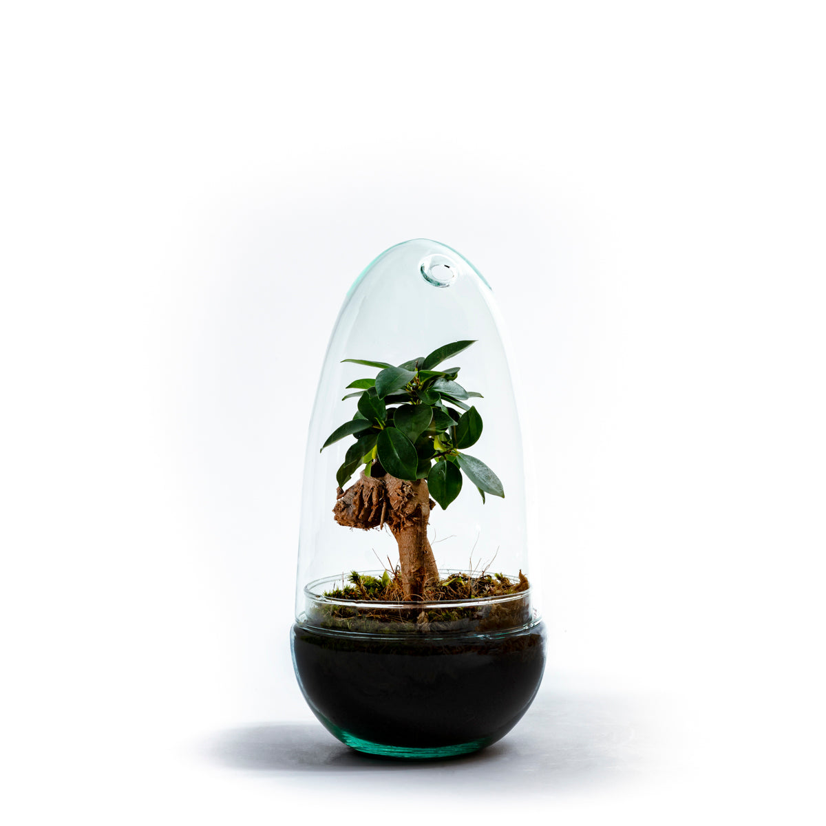 gondozasmentes gondozásmentes díszüveg díszuveg szobanoveny szobanövény dísznövény disznoveny terrarium terrárium florarium florárium ginseng ficus ginzeng fikusz bonsai 