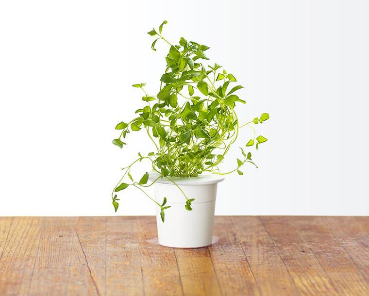 smart-garden-click-grow-utántöltő-növénykapszula-oregano-oregánó