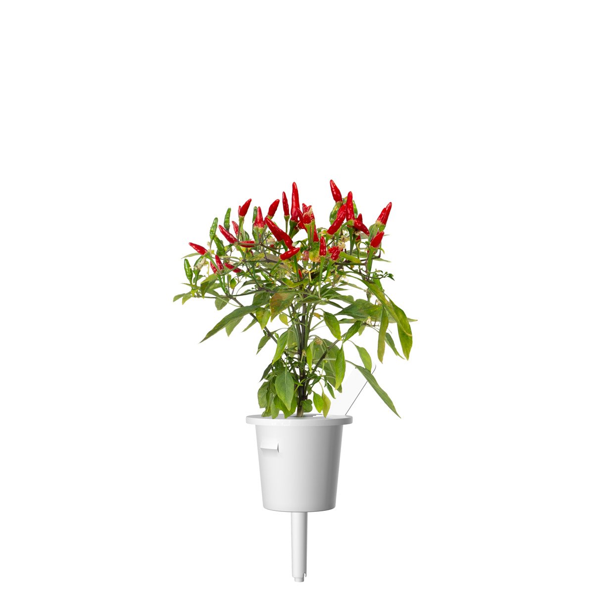 piri-piri-piripiri-chili-paprika-smart-garden-click-grow-utántöltő-növénykapszula