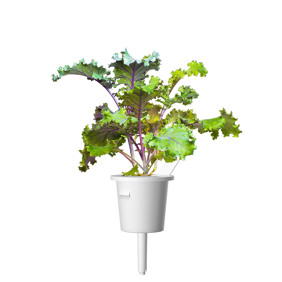 vörös-kelkáposzta-smart-garden-click-grow-utántöltő-növénykapszula