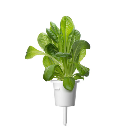 római-saláta-romai-salata-smart-gardenrómai-saláta-romai-salata-smart-garden-click-grow-utántöltő-növénykapszula