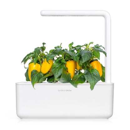 sárga-csemege-paprika-smart-garden-click-grow-utántöltő-növénykapszula