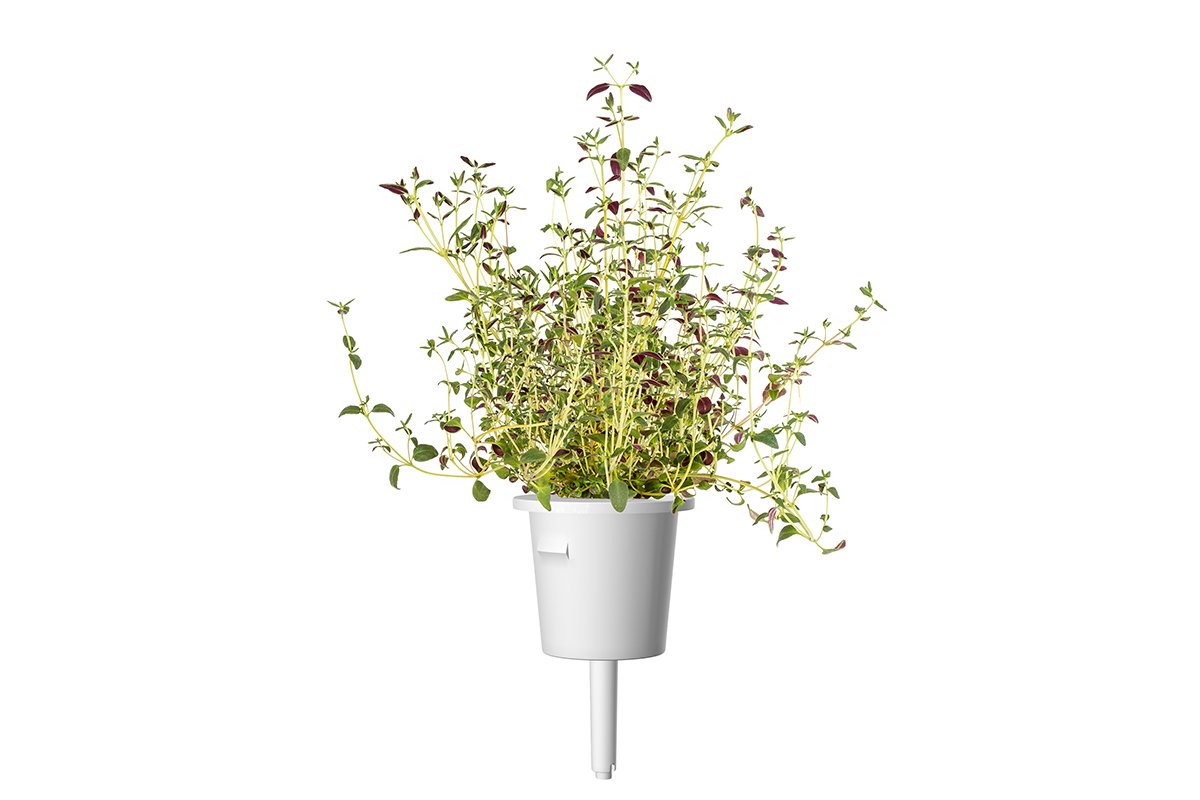 kakukkfű-smart_garden-click&grow-smartgarden-utántöltő-növénykapszula