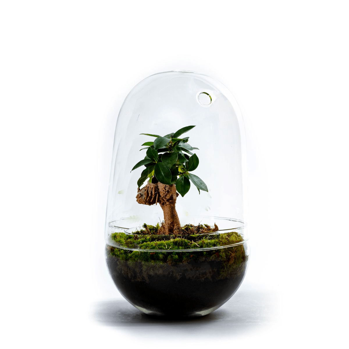 florárium-florarium-bonsai