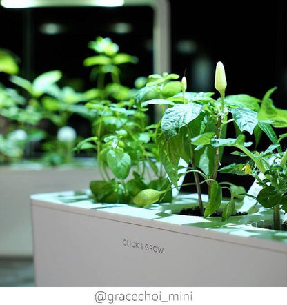 smart-garden-click-grow-utántöltő-növénykapszula-chili