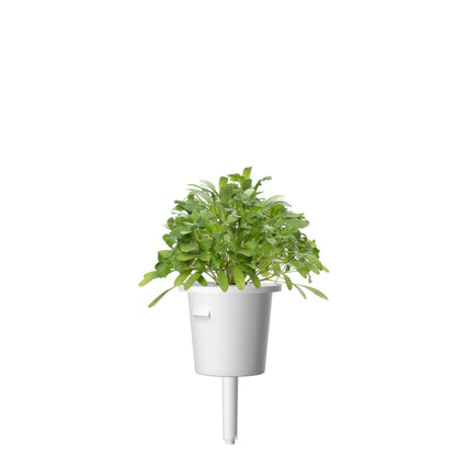 smart-garden-click-grow-növénykapszula-utántöltő-kerti-zsázsa