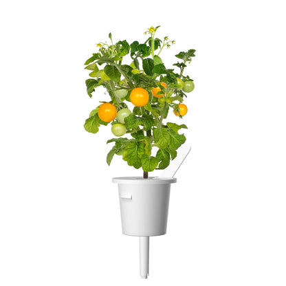 sárga-koktélparadicsom-smart-garden-click-grow-utántöltő-növénykapszula