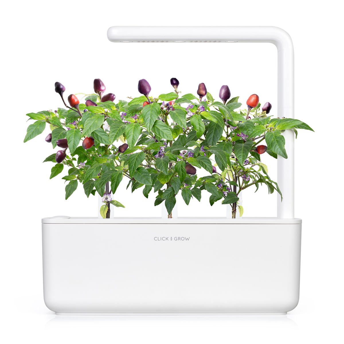 smart-garden-click-grow-utántöltő-növénykapszula-lila-chili